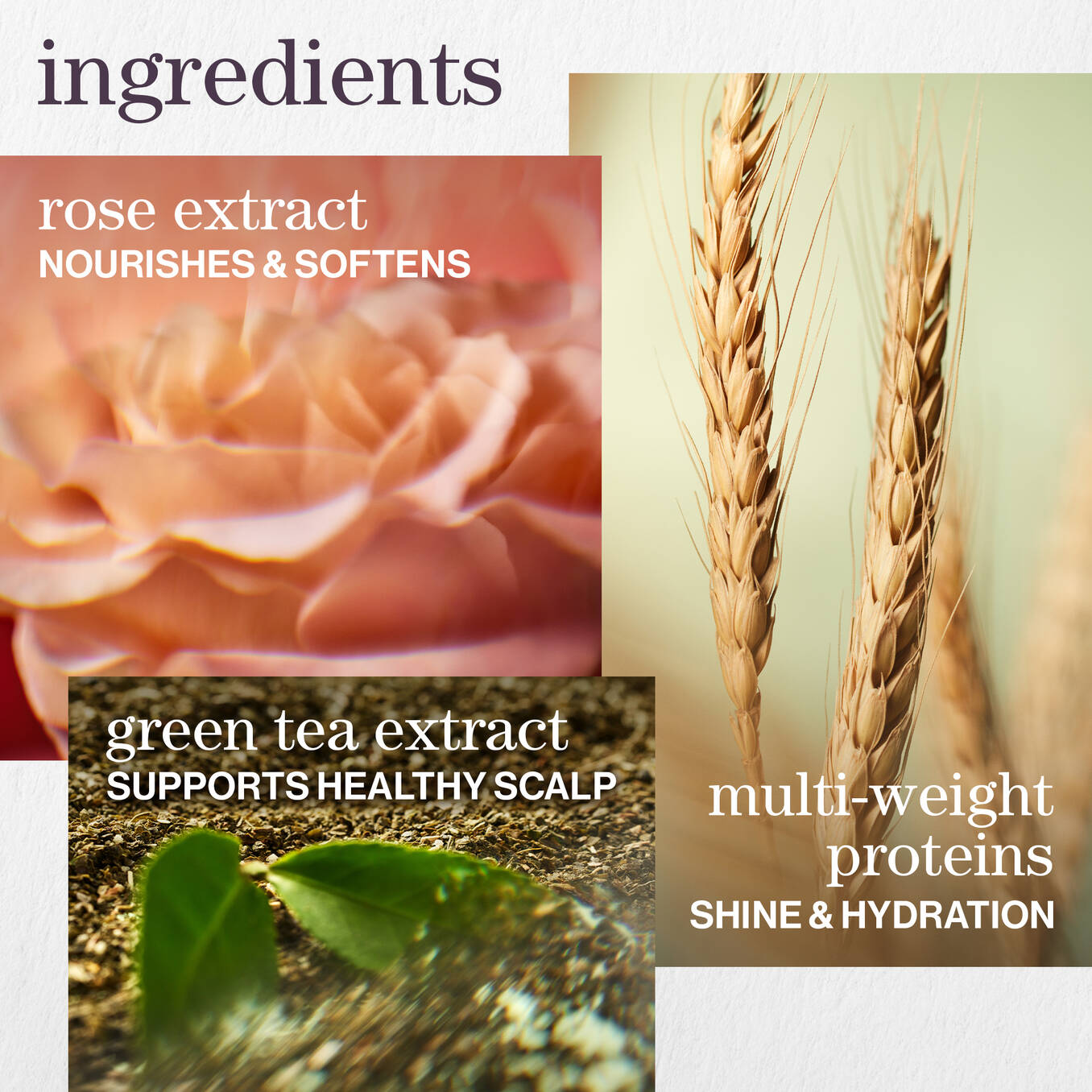 PUREOLOGY Hydrate Shampoo key ingredients